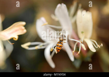 Bella close up hover fly - occupato raccogliere il polline della pianta di caprifoglio in giardino Foto Stock