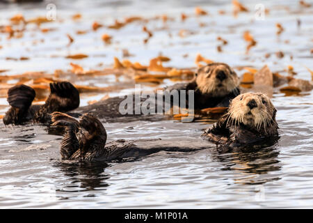 Le lontre marine (Enhyrda lutris), specie in via di estinzione e calme acque di Sitka Suono, Sitka, Northern Panhandle, a sud-est di Alaska, USA, America del Nord Foto Stock