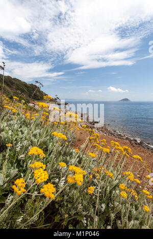 Fiori Selvatici a Sansone spiaggia, Portoferraio, Isola d'Elba, Provincia di Livorno, Toscana, Italia, Europa Foto Stock