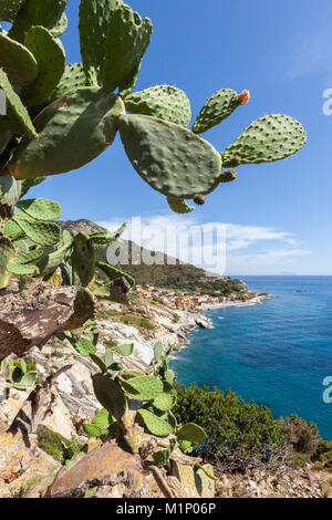 Fichidindia sulle rocce al di sopra del mare, Pomonte, Marciana, Isola d'Elba, Provincia di Livorno, Toscana, Italia, Europa Foto Stock