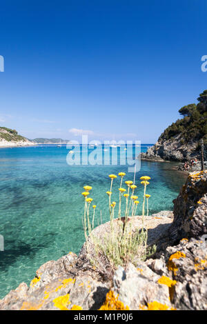 Fiori Selvatici, Spiaggia di Fetovaia, Campo nell'Elba, Isola d'Elba, Provincia di Livorno, Toscana, Italia, Europa Foto Stock