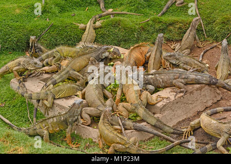 Le iguane verdi in un Parque Seminario di Guayaquil, Ecuador Foto Stock