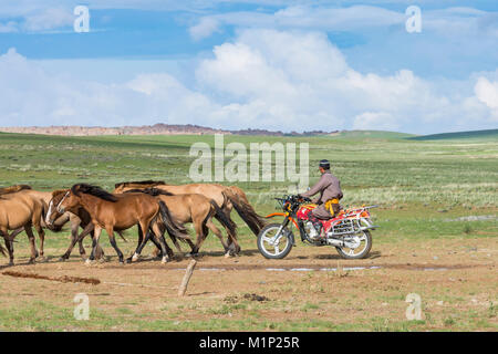 Nomadi mongoli uomo sulla moto raduno cavalli, Medio provincia Gobi, Mongolia, Asia Centrale, Asia Foto Stock