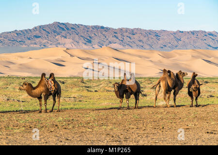 I cammelli e le dune di sabbia del deserto dei Gobi in background, Sevrei distretto, a sud della provincia di Gobi, Mongolia, Asia Centrale, Asia Foto Stock