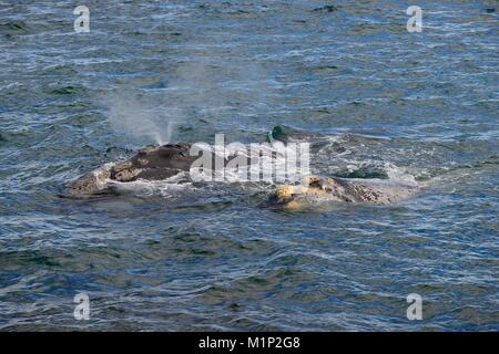 Soffiaggio di balena franca australe (Eubalaena australis),diga con vitello,vicino la Penisola Valdés,provincia Chubut,Patagonia Foto Stock