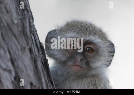 Vervet monkey (Chlorocebus pygerythrus), Moremi Game Reserve, Okavango Delta, Botswana, Africa Foto Stock