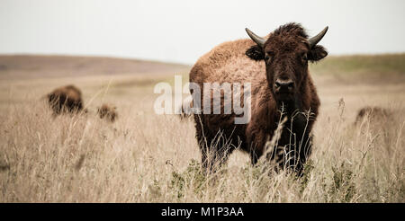 Bisonti americani, capretti, erba alta Prairie preservare, Pawhuska, Oklahoma. Questo bison starred in me tutto il tempo che mi è stato nella sua area. Foto Stock