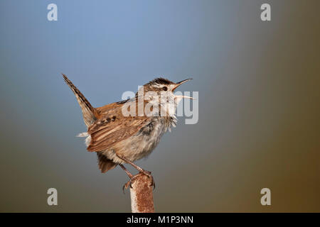 Marsh Wren (Cistothorus palustris) chiamando, Lac Le Jeune Parco Provinciale, British Columbia, Canada, America del Nord Foto Stock