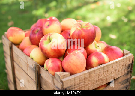 Ricco raccolto dal rosso mele mature Foto Stock