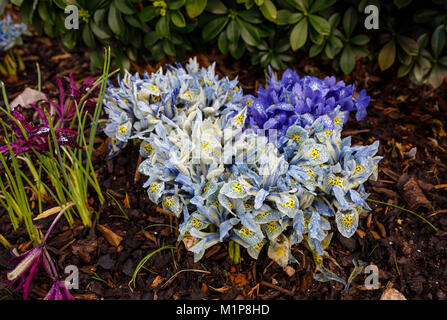 Blu e Giallo iris nana Katherine Hodgkin fioritura in gennaio ad RHS Wisley Gardens, Surrey, Inghilterra sudorientale, UK con goccioline di acqua dopo la pioggia Foto Stock