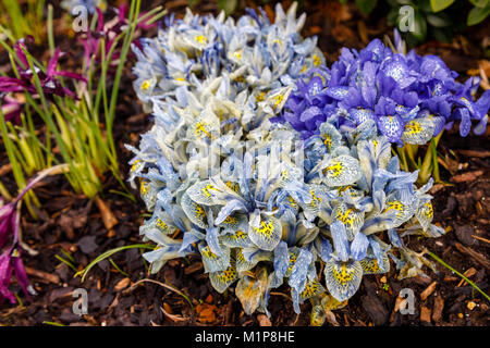 Blu e Giallo iris nana Katherine Hodgkin fioritura in gennaio ad RHS Wisley Gardens, Surrey, Inghilterra sudorientale, UK con goccioline di acqua dopo la pioggia Foto Stock