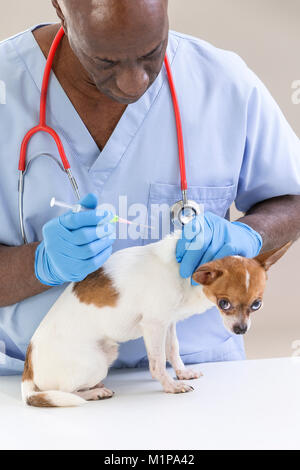 Vet dando una iniezione a un chihuahua di fronte bianco uno sfondo Foto Stock