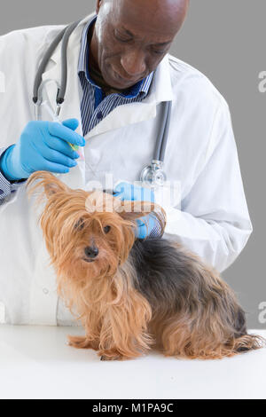 Vet dando una iniezione a un Yorkshire terrier di fronte bianca di sfondo Foto Stock