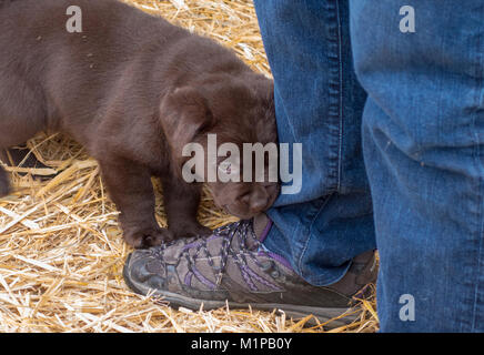 Carino adorabile sei settimane vecchio cioccolato labrador cucciolo di cane mastica su una persona della calzatura e pant gamba essendo naughty Foto Stock