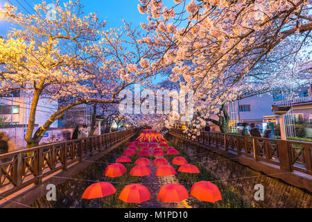La molla Cherry Blossom Festival a flusso Yeojwacheon di notte, Jinhae, Corea del Sud Foto Stock