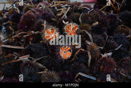 Un display di pescato fresco ricci di mare in un mercato in Provenza. Foto Stock