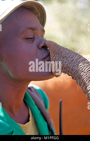 Elefante e ancorina al David Sheldrick l'Orfanotrofio degli Elefanti a Nairobi Foto Stock