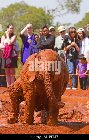 Elephant show al David Sheldrick l'Orfanotrofio degli Elefanti a Nairobi Foto Stock