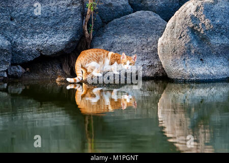 Cat riflessione nella calma acqua di stagno, un'immagine speculare di un Rosso tabby white kitty su un ripido sperone argine di un lago sull'isola greca di Lesbo, Grecia Foto Stock