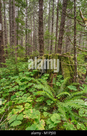 Vecchio albero di monconi in foresta di pioggia attorno al lago Buttle campeggio in Strathcona Provincial Park, l'isola di Vancouver, British Columbia, Canada Foto Stock