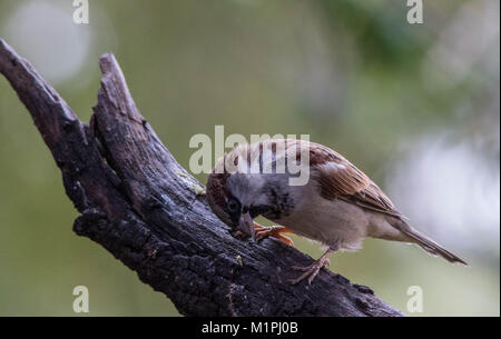 Sparrow appollaiato su un ramo secco contro un fuori fuoco sfondo, immagine in formato paesaggio con spazio di copia Foto Stock