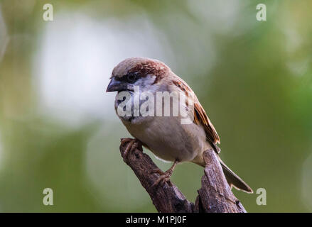 Sparrow appollaiato su un ramo secco contro un fuori fuoco sfondo, immagine in formato paesaggio con spazio di copia Foto Stock