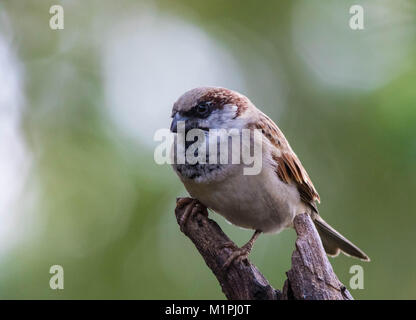 Sparrow appollaiato su un ramo secco contro un fuori fuoco sfondo, immagine in formato paesaggio con spazio di copia Foto Stock