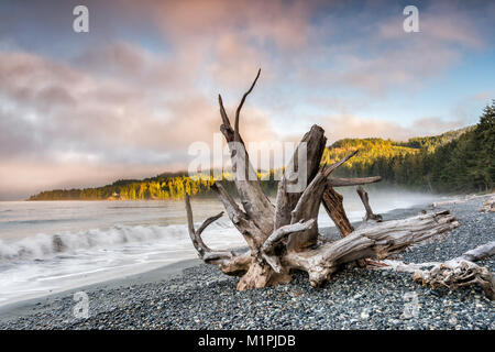 Onde, driftwood sulla Pacific spiaggia ghiaiosa, nebbia al tramonto, Francese Spiaggia Parco Provinciale, sud della isola di Vancouver, British Columbia, Canada Foto Stock