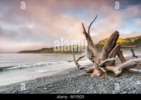 Onde, driftwood sulla Pacific spiaggia ghiaiosa, nebbia al tramonto, Francese Spiaggia Parco Provinciale, sud della isola di Vancouver, British Columbia, Canada Foto Stock
