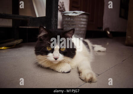 Cat in bianco e nero e rilassante sul terreno Foto Stock