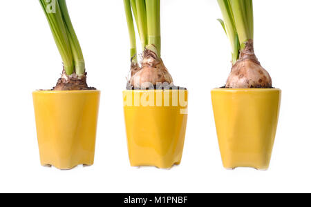 Tre lampadine di narcisi che cresce in vasi di colore giallo su sfondo bianco Foto Stock