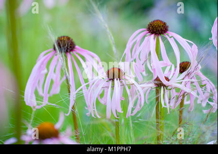 Echinacea simulata,Heller Scheinsonnenhut,viola chiaro coneflower Foto Stock