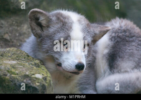 Un bianco Arctic Fox si trova su pietre Foto Stock