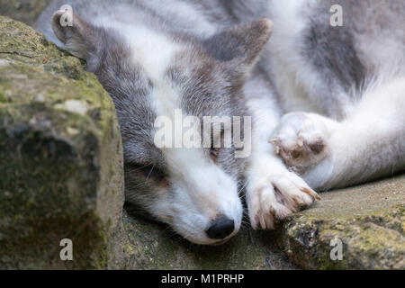 Un bianco Arctic Fox si trova su pietre Foto Stock