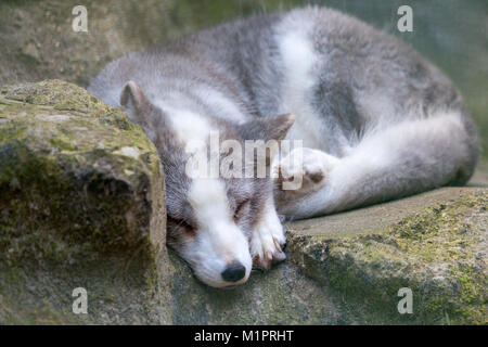 Un bianco Arctic Fox si trova su pietre Foto Stock
