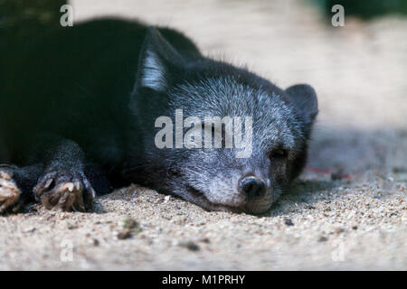 Un Black Arctic Fox giace sulla sabbia Foto Stock