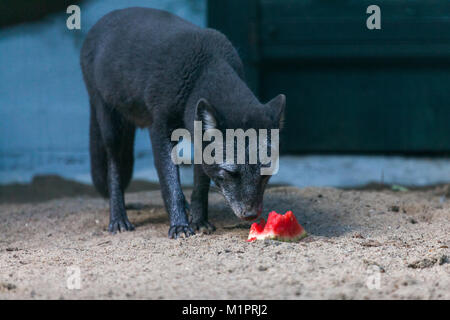 Un Black Arctic Fox si erge sulla sabbia Foto Stock