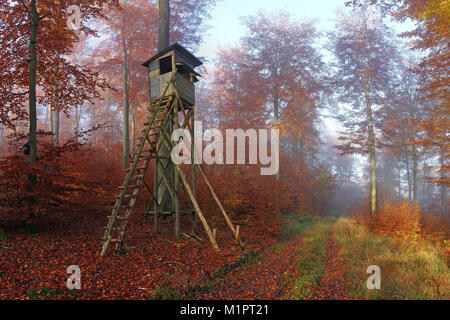 Autunno del bosco di faggio al mattino con la caccia, Ansitz Felsenheim, Solms, nel Distretto Lahn-Dill, Hesse, Germania, Herbstlicher Buchenwald am Morge Foto Stock