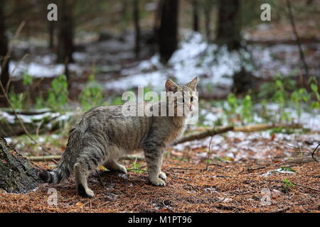 Il gatto selvatico Felis silvestris, giovani cat migra attraverso il distretto, inverno, Taunus, Hesse, Germania, Europa Wildkatze Felis silvestris Junger Kater stre Foto Stock