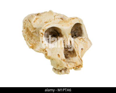 Tribal storia dell'umanità, evoluzione umana, Family Tree di uomo, replica di testa di forma Paranthropus., Stammesgeschichte der Menschheit, Evolution der Foto Stock