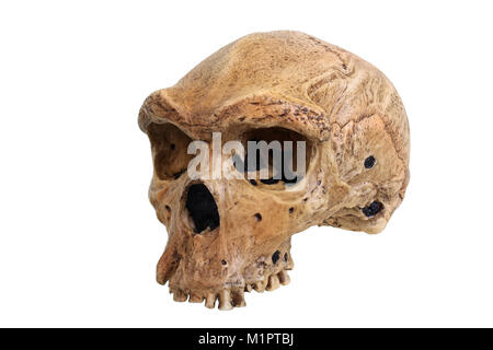 Tribal storia dell'umanità, evoluzione umana, albero genealogico del teschio umano replica di Homo Heidelbergensis uomo rhodesiano., Stammesgeschichte der Me Foto Stock