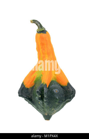 Gourd - della varietà mix indiano, Zierkürbis der Sorte mix indiano Foto Stock