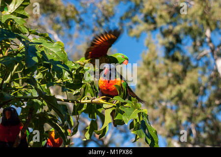 Squamosa-brested lorikeet decollo dietro un arcobaleno lorikeet da dietro un illaware flame tree - Brachychiton Acerifolius - con alberi di gomma nella parte posteriore Foto Stock