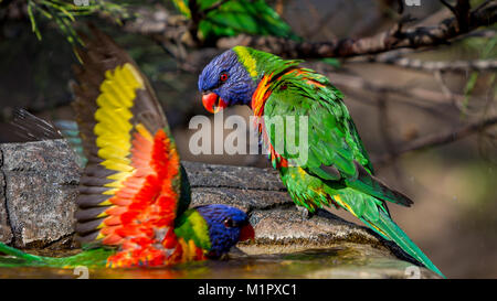 Due parrocchetti arcobaleno in un bagno di uccelli, uno ha le sue ali aperte mentre l'altro sta cercando a guardare ciò che sta accadendo. Foto Stock