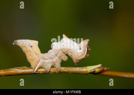 Pebble prominente moth larva Foto Stock