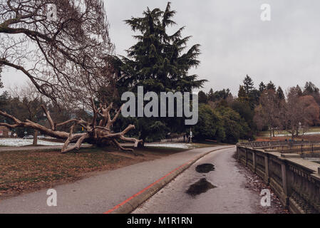 Stanley Park con un grande albero caduto in Vancouver, British Columbia, Canada su un nuvoloso giorno d'inverno. Foto Stock