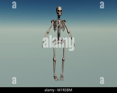 Maschio dello scheletro umano Foto Stock