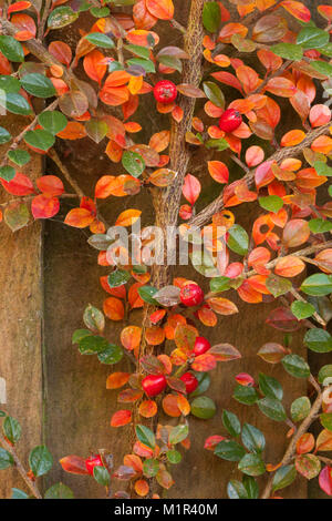 Cotoneaster arbusto con tonalità autunnali di rosso e arancio ventaglio contro un di legno giardino recinto. Foto Stock