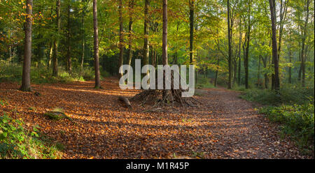 Bambini den realizzato da rami caduti all'interno di Coombe collina bosco in autunno, vicino Street, Somerset. Foto Stock