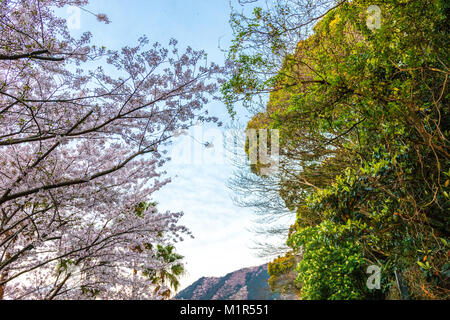 Fiori di Ciliegio e regolari di albero in Uchiura Foto Stock